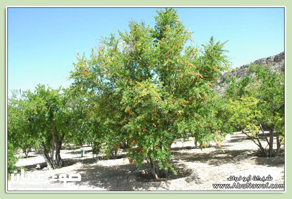 زراعة شجرة الرمان