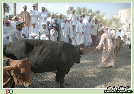 الصور تتكلم3 : ولاية نزوى - سلطنة عمان