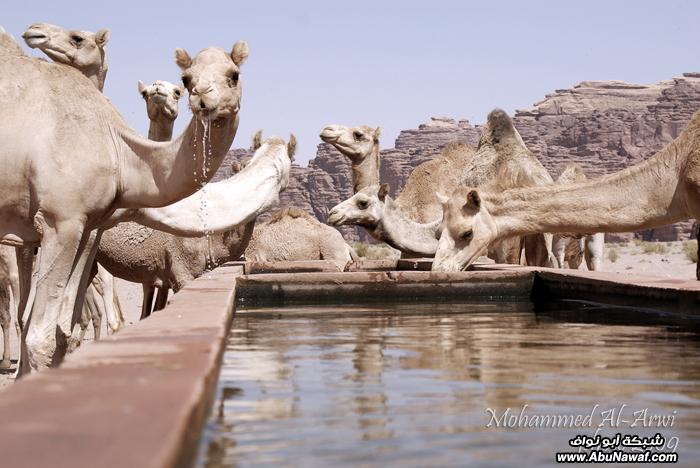 :: رحله شباب مصورين هآويين من تبوك::