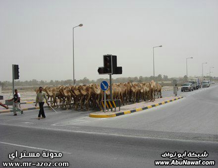 فيديو + صور : نشرة الأخبار