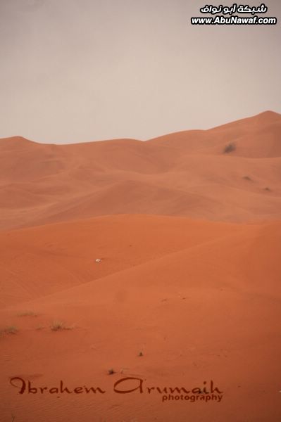 تقرير مصور : جولات صباحية بنكهة ضبابية