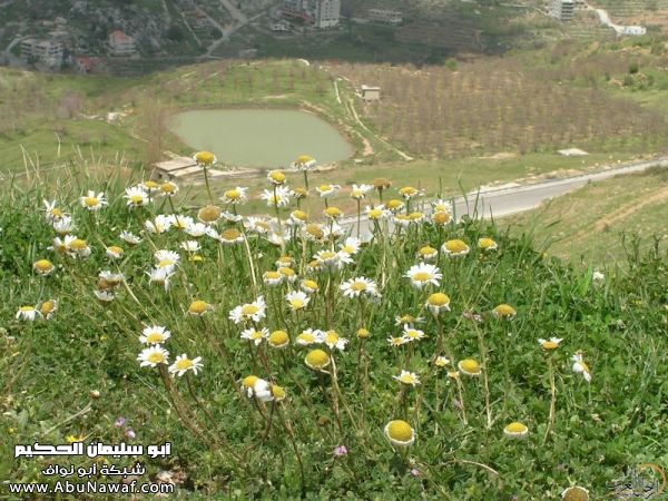 تقرير مصور رحلتي إلى لبنان (لبنان لما تزهر ) تقرير مصور رحلتي إلى لبنان (لبنان لما تزهر )