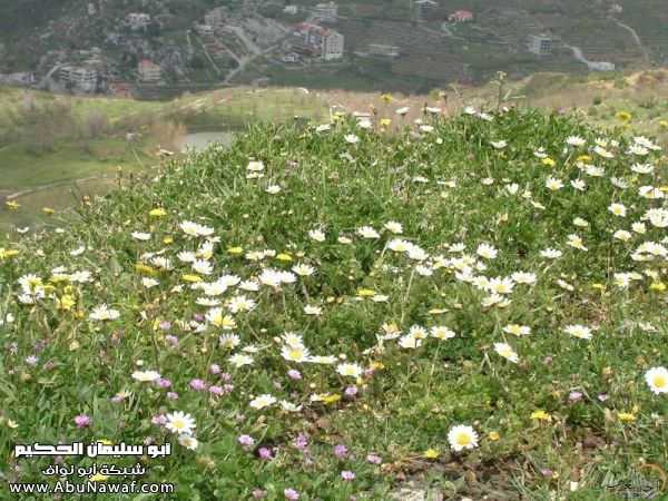 تقرير مصور رحلتي إلى لبنان (لبنان لما تزهر ) تقرير مصور رحلتي إلى لبنان (لبنان لما تزهر )