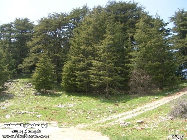 تقرير مصور رحلتي إلى لبنان (لبنان لما تزهر ) تقرير مصور رحلتي إلى لبنان (لبنان لما تزهر )