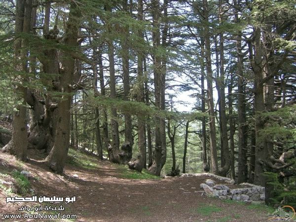 تقرير مصور رحلتي إلى لبنان (لبنان لما تزهر ) تقرير مصور رحلتي إلى لبنان (لبنان لما تزهر )
