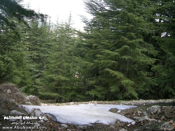 تقرير مصور رحلتي إلى لبنان (لبنان لما تزهر ) تقرير مصور رحلتي إلى لبنان (لبنان لما تزهر )