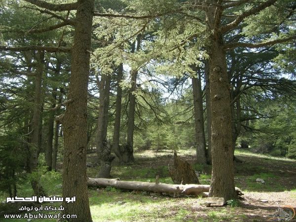 تقرير مصور رحلتي إلى لبنان (لبنان لما تزهر ) تقرير مصور رحلتي إلى لبنان (لبنان لما تزهر )