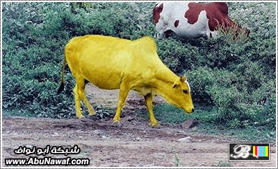 شاهد البقره الصفراء المذكورة في القرآن