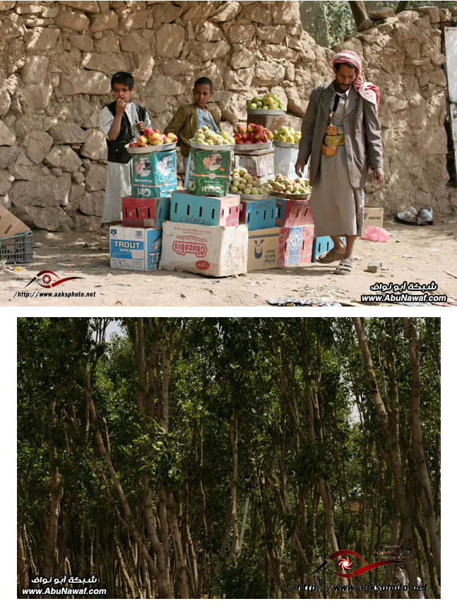 صور : اليمن السعيدة بعيون سعودية