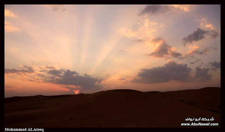 تصوير : شقراء واشيقر ولا تهون القصب