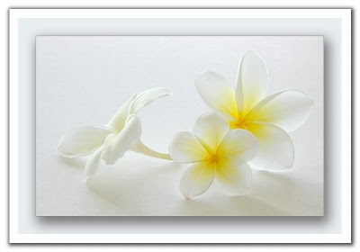 0602181733451frangipani.jpg