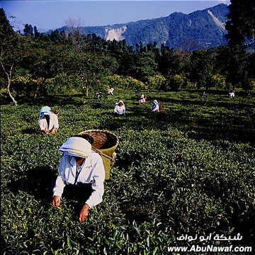 صور : الشاي الأشهر في العالم
