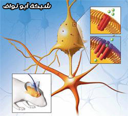 أدمغتنا البشرية ، و دماغ الفأر !