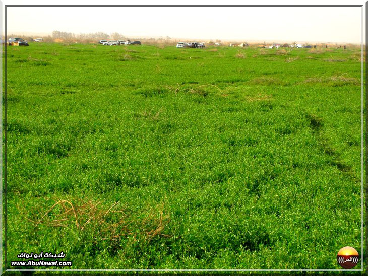 صور : فياض البريكه والبسيتنات والاجردي سبحان من أبدع هذا الجمال