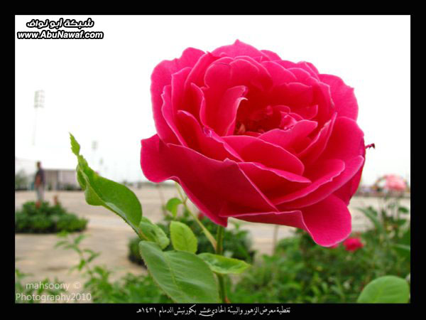 تغطية معرض الزهور والبيئة 1431 هـ المقام بكورنيش الدمام