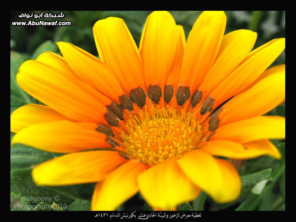 تغطية معرض الزهور والبيئة 1431 هـ المقام بكورنيش الدمام