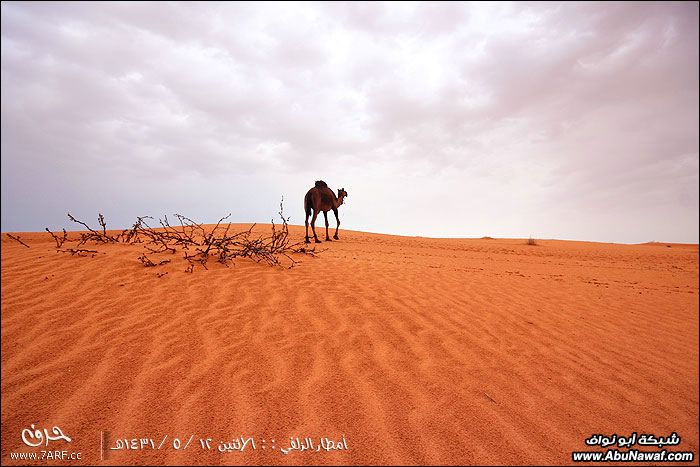 بروق وأمطار الزلفي الغزيرة ليلة 13/5/1431هـ