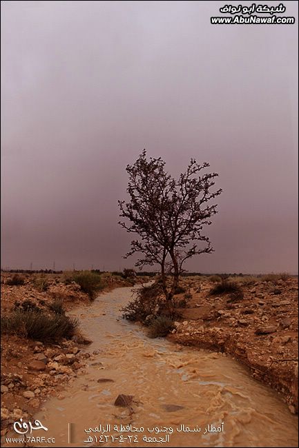 تصوير : أجواء وأمطار الزلفي |الجمعة| 24-4-1431 هـ