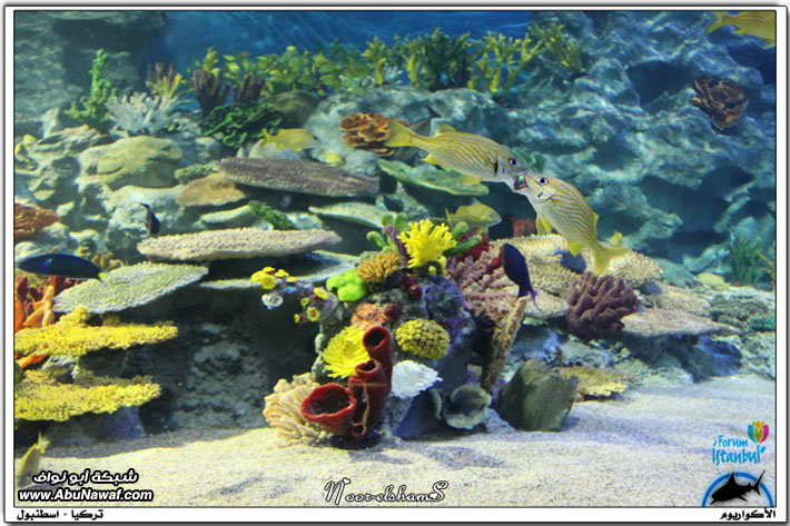 عالم تحت الماء -Aquarium - أكواريوم اسطنبول