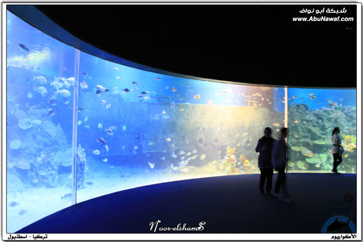 عالم تحت الماء -Aquarium - أكواريوم اسطنبول