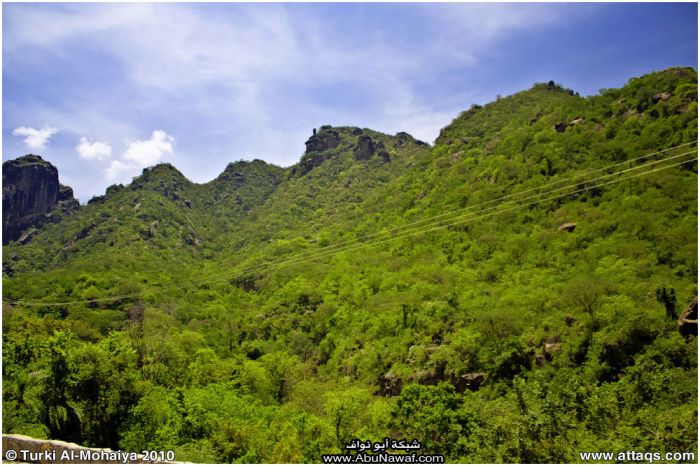 صور : لآخر غابة إستوائية في اليمن - محمية بُرَعْ الطبيعية
