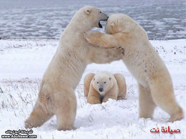 فيديو + صور : يدق بالكورة على طرف السطح + بركاتك يالشقيري