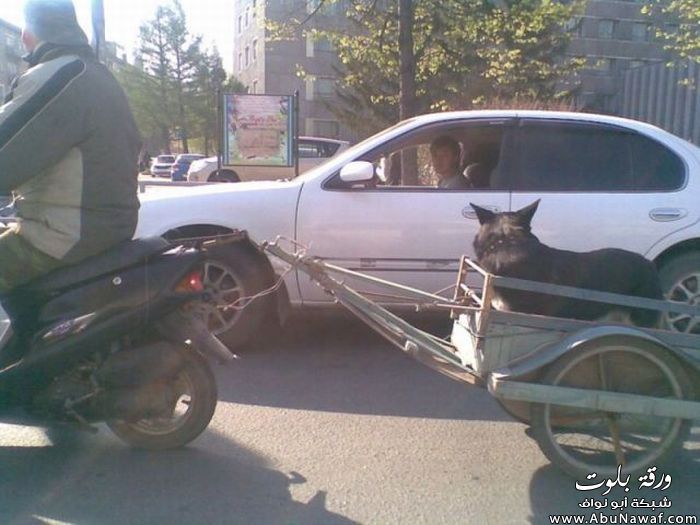 صور + فيديو : لحق على عمره الرجال