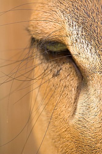 صور : الملح والسكر .. في روائع فليكر - ج1