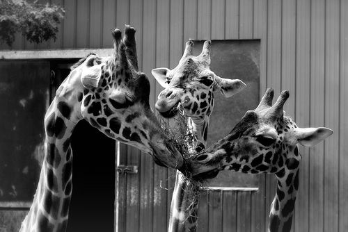 صور : الملح والسكر .. في روائع فليكر - ج1