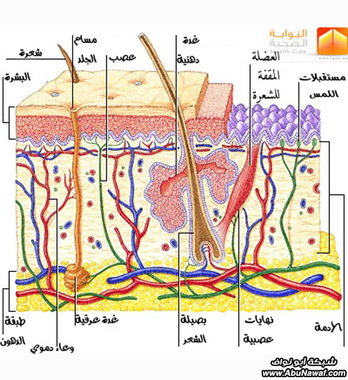   ESCI351SKIN003-copy.jpg