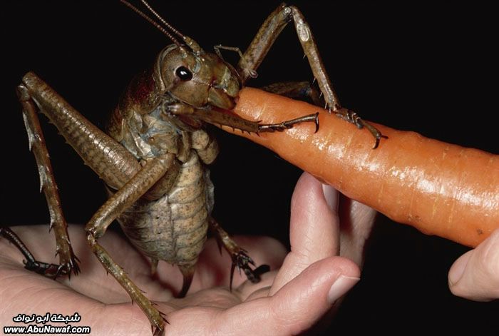 صور حول العالم : أكبر حشرة بالعالم + مياه نهر الدانوب .. والمزيد