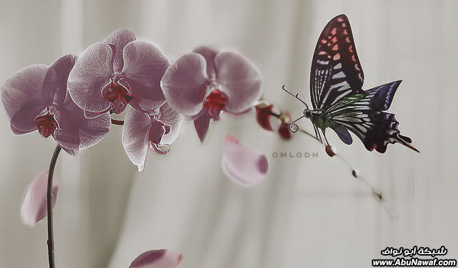 إرتوآء .. 18 .. ‎[لـ نتحلى بسجية قوم يرحمهم الرحمن ]‎