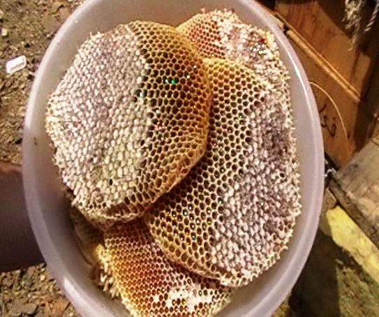اجود انواع العسل الحر