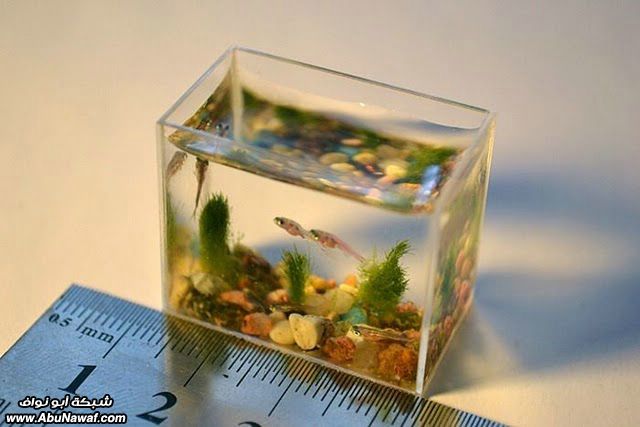 أصغر حوض أسماك في العالم  1