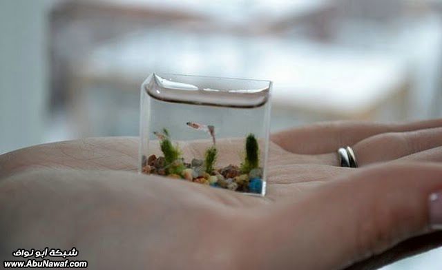 أصغر حوض أسماك في العالم  4