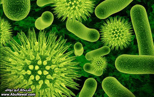 bacteria.jpg