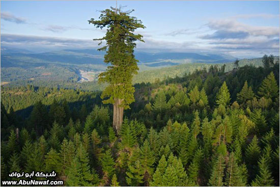 حكاية تصوير أطول شجرة في العالم
