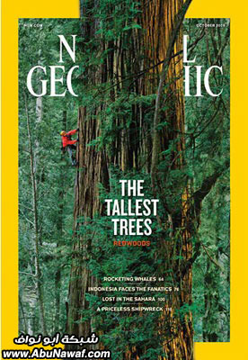 حكاية تصوير أطول شجرة في العالم