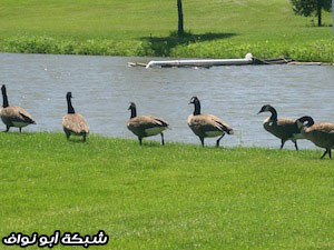 مشاهدات في لندن اونتاريو ‎‎‎(4)‎‎‎