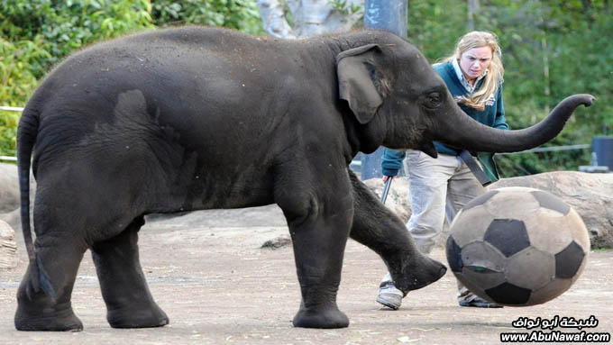 صور حول العالم : أكبر تجمع مناطيد + فيل يلعب كورة وشمبانزي يرضع نمر .. والمزيد