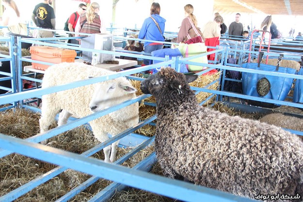 Нью-йоркский фестиваль овец и шерсти (42 фото) Релаксик