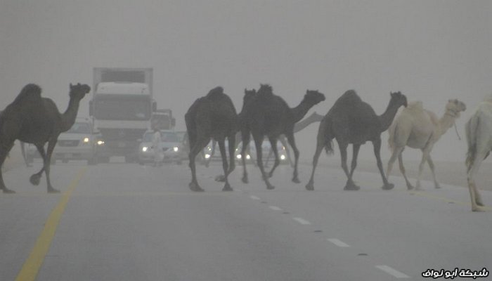 صور : رحلة سريعة لدولة قطر 