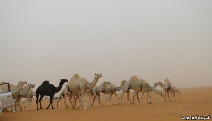 صور : رحلة سريعة لدولة قطر 