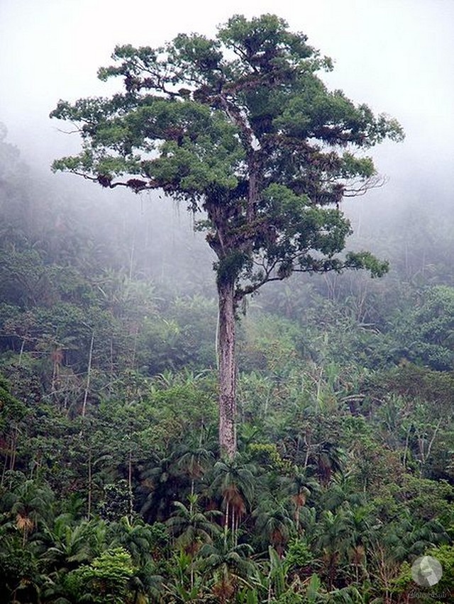 أكبر الاشجار عمر في العالم (8 صور)