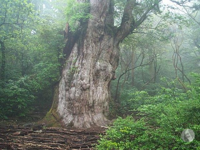 أكبر الاشجار عمر في العالم (8 صور)