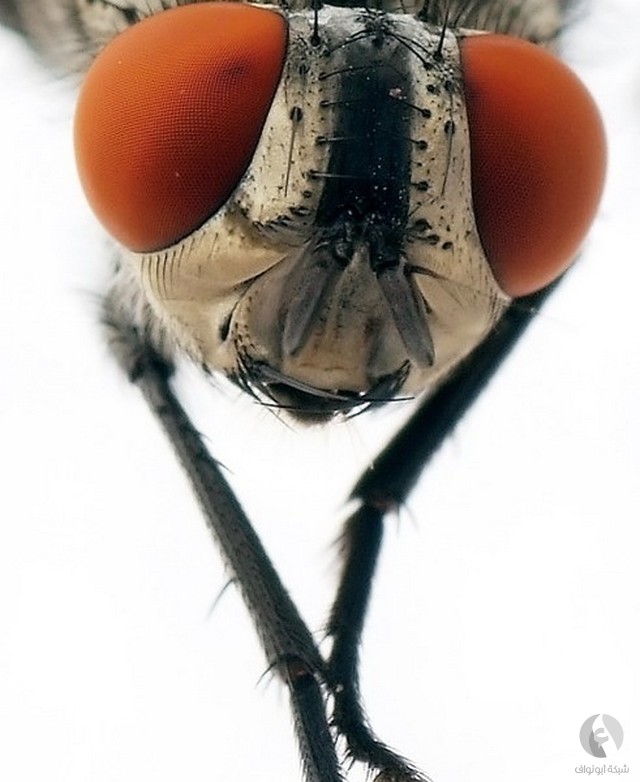 صور مقربة للحشرات (12 صورة) 