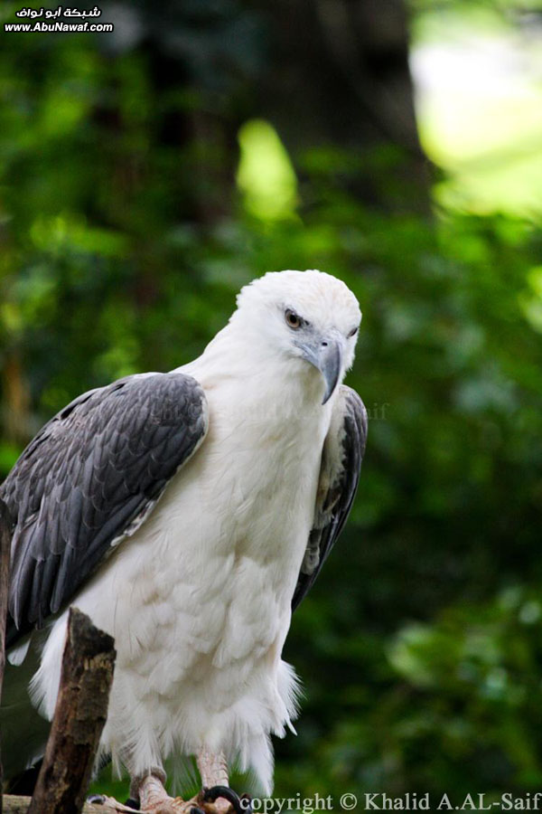 صور : حديقة الطيور في ماليزيا