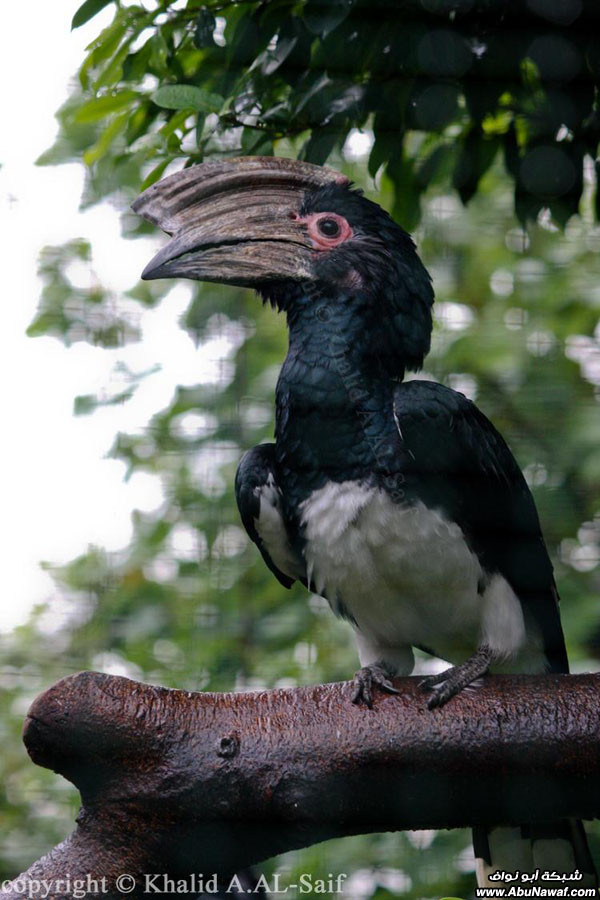 صور : حديقة الطيور في ماليزيا